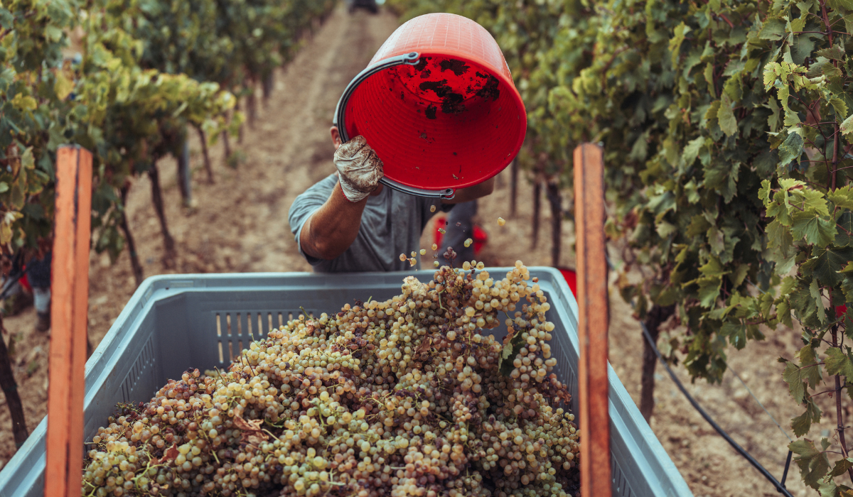 Man harvesting grapes at a vineyard